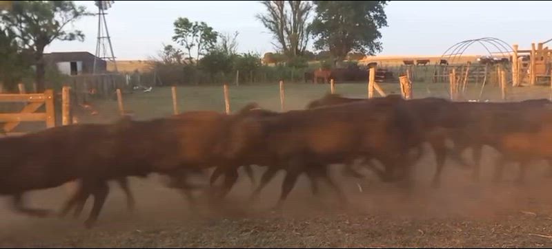 60 Terneros y Terneras