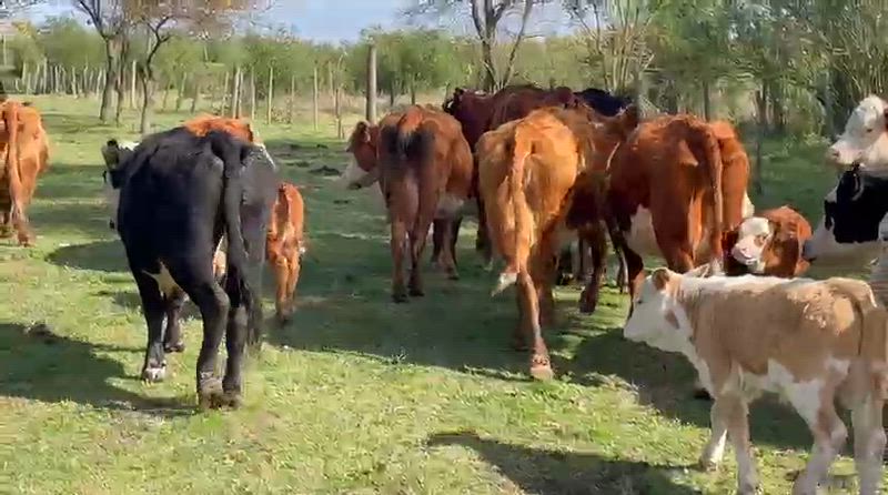 30 Vacas con cría