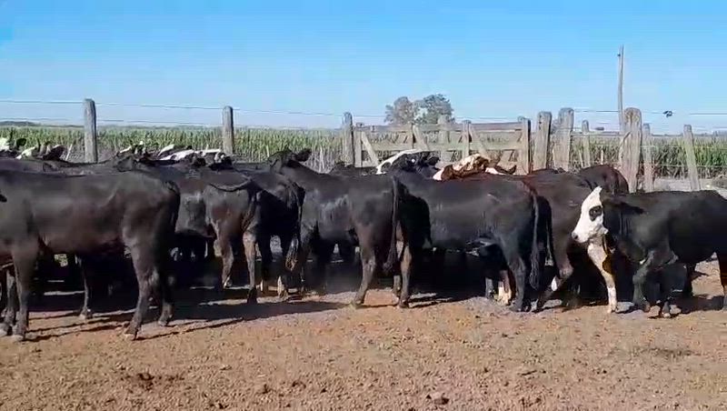 30 Vaquillonas Preñadas