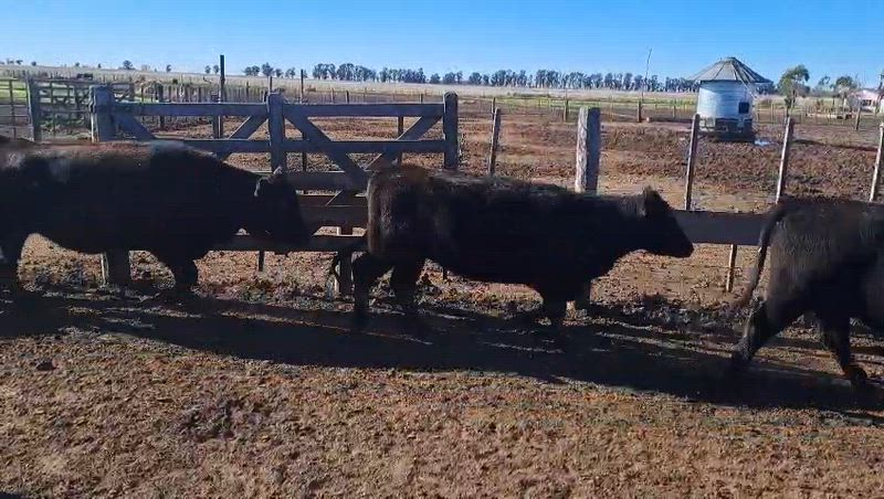 80 Vacas preñadas