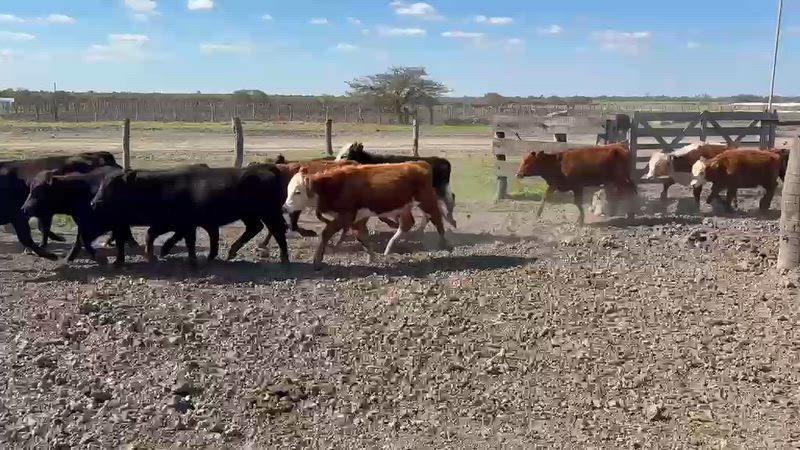 120 Terneros y Terneras