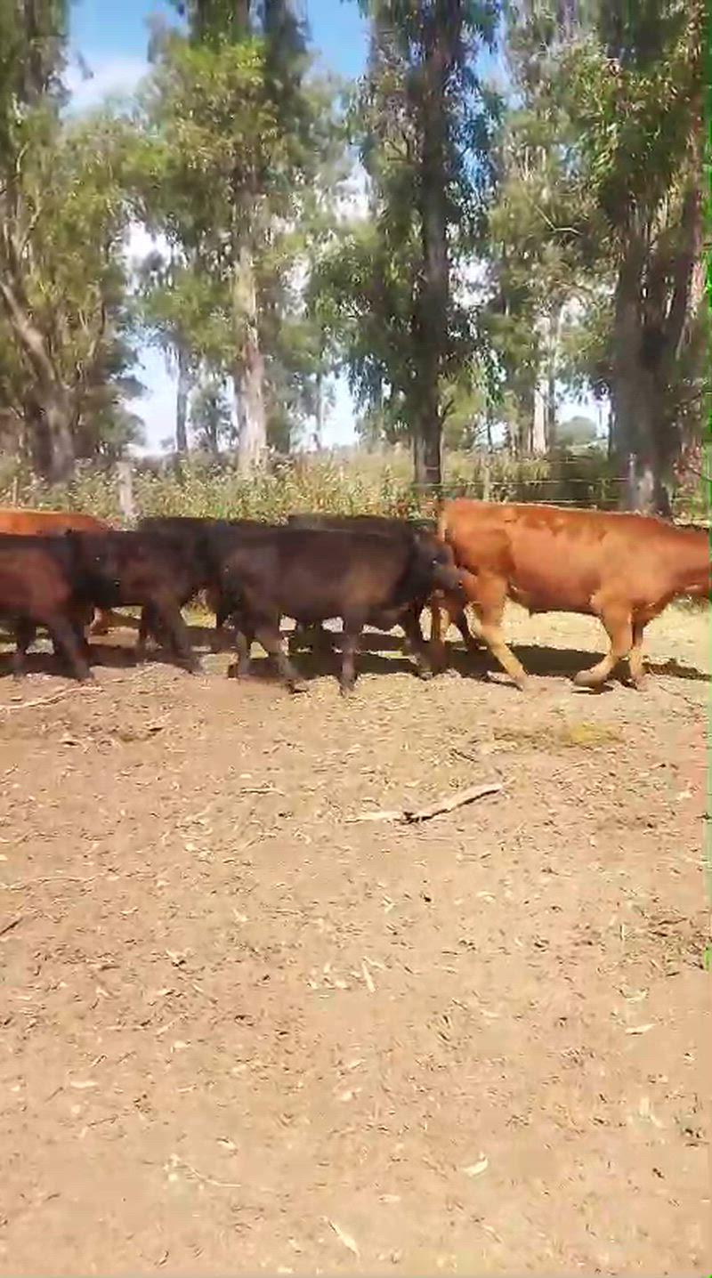 50 Terneros y Terneras