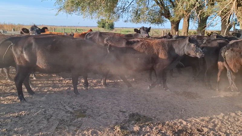 35 Vacas preñadas