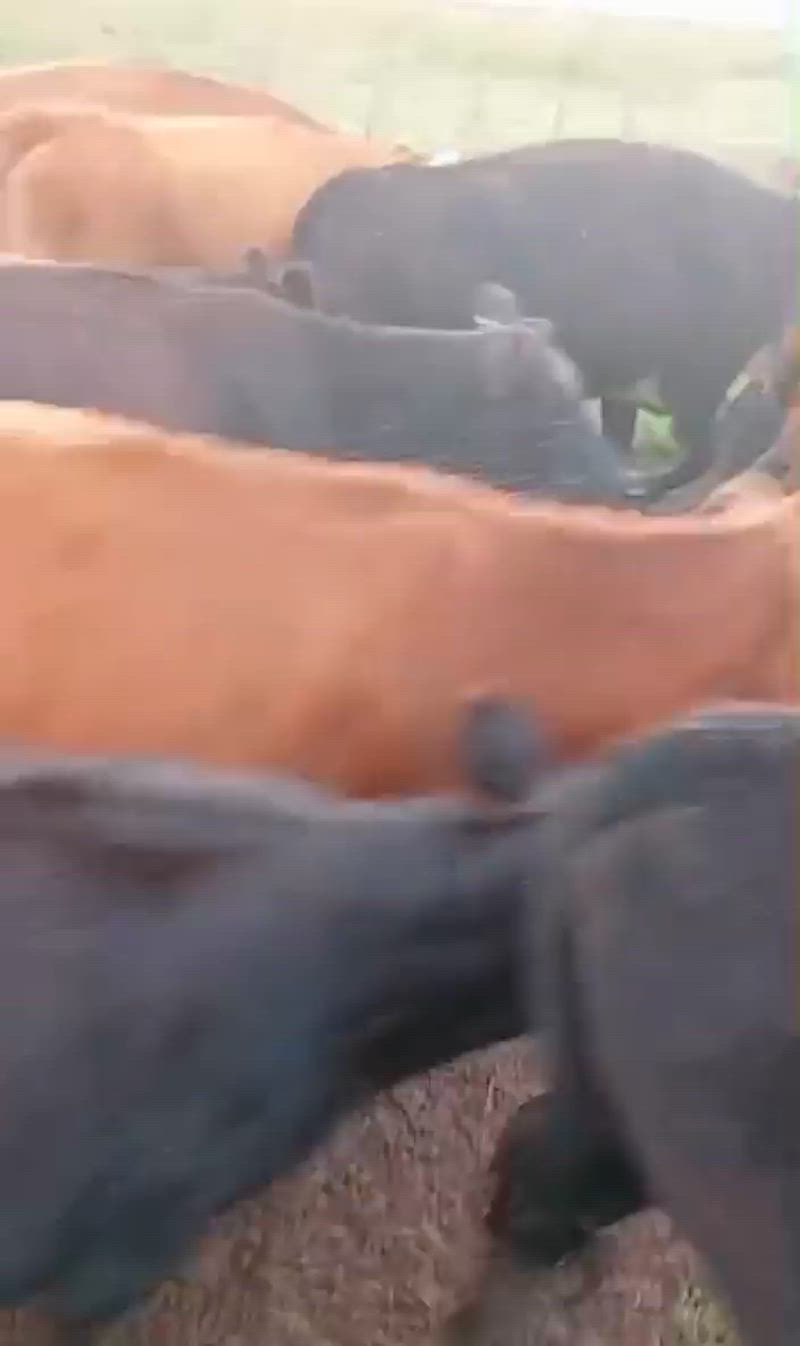 100 Terneros y Terneras