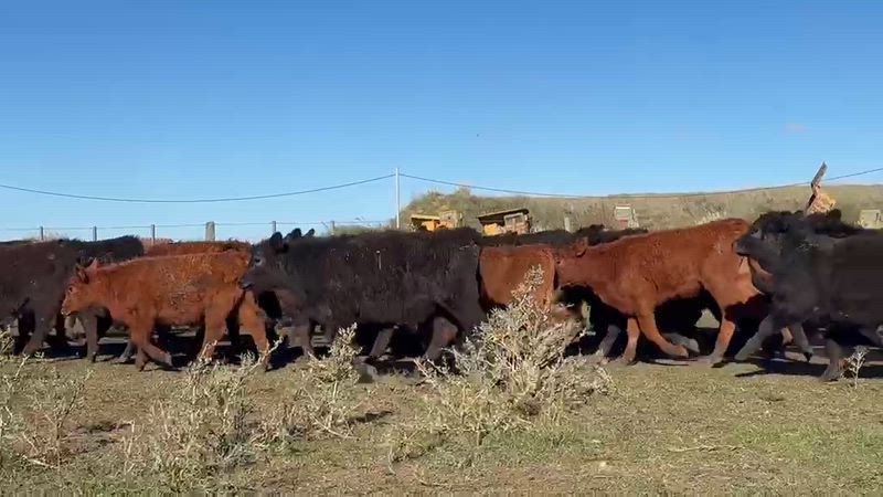 65 Terneros