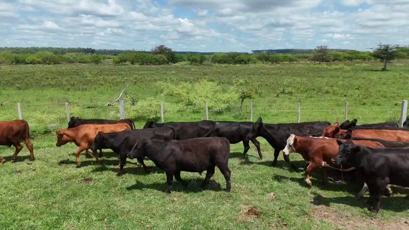 60 Terneros y Terneras