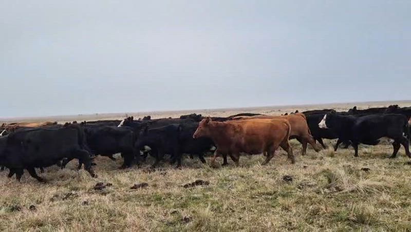 360 Vacas preñadas