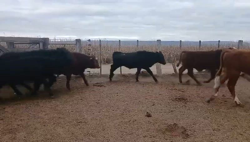 100 Terneros y Terneras