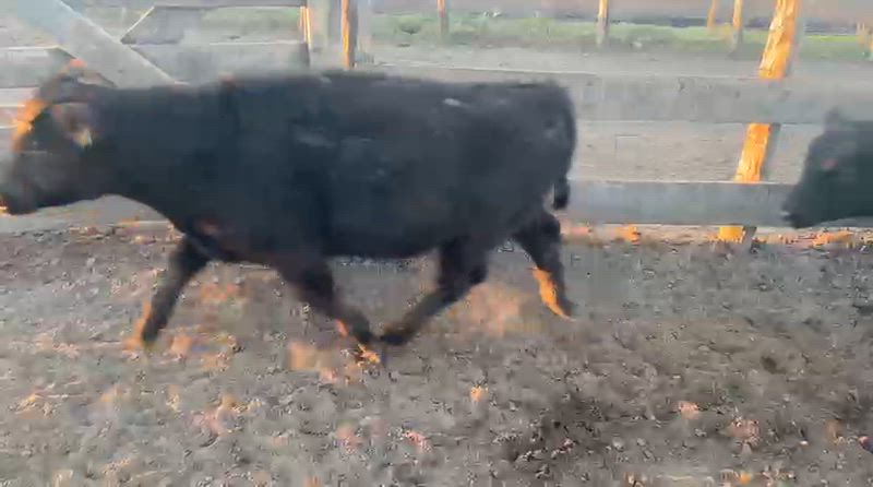 110 Terneros