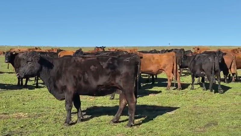125 Vacas preñadas
