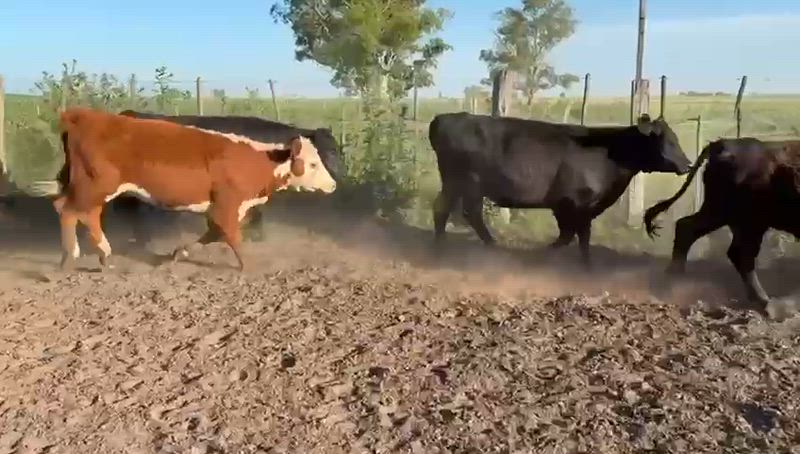 45 Novillitos y Vaquillonas