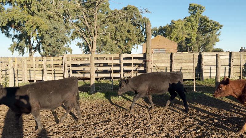 70 Terneros y Terneras