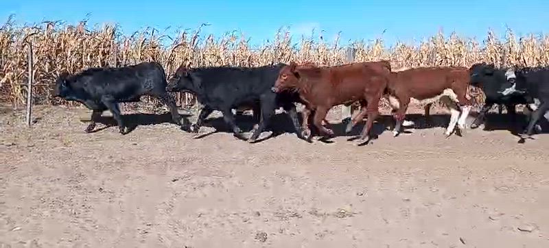 120 Terneros y Terneras