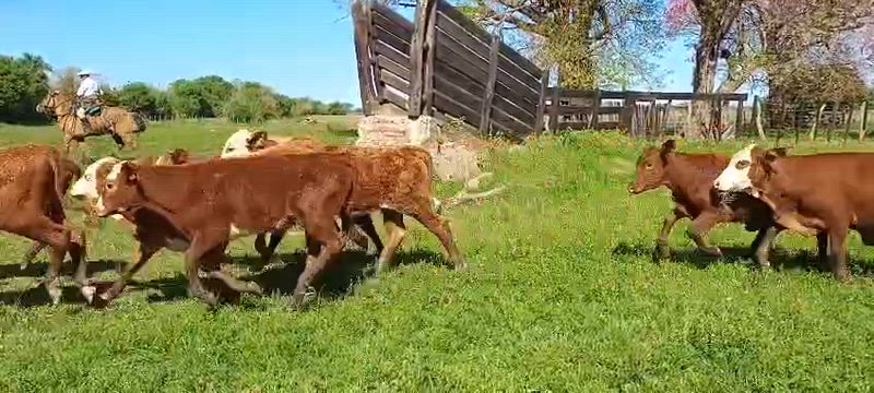 170 Terneras