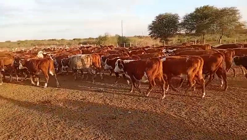 110 Terneras