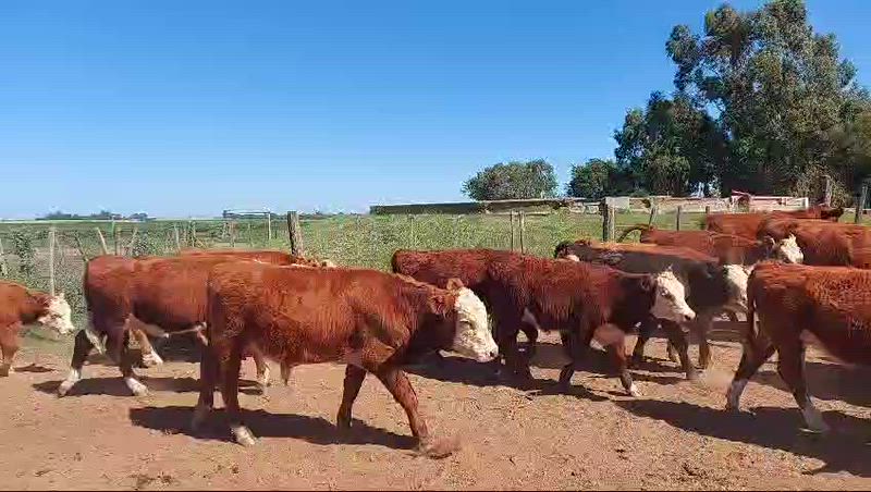 240 Terneros y Terneras