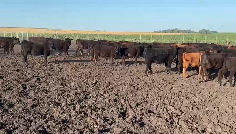 120 Terneros y Terneras