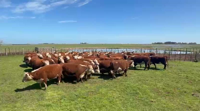 80 Vacas con cría