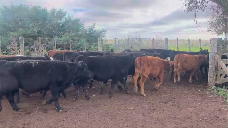 240 Terneros y Terneras