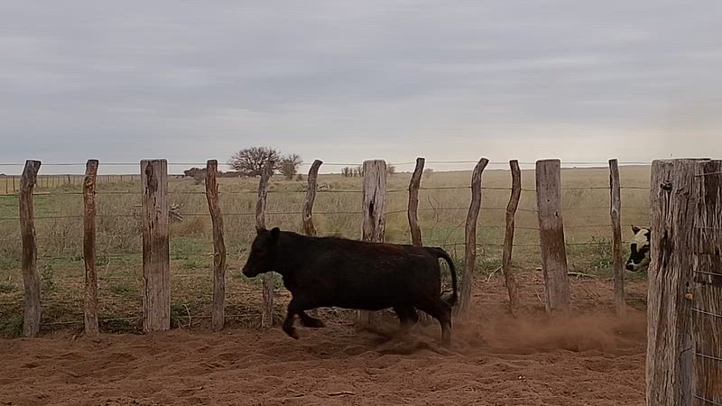100 Terneras