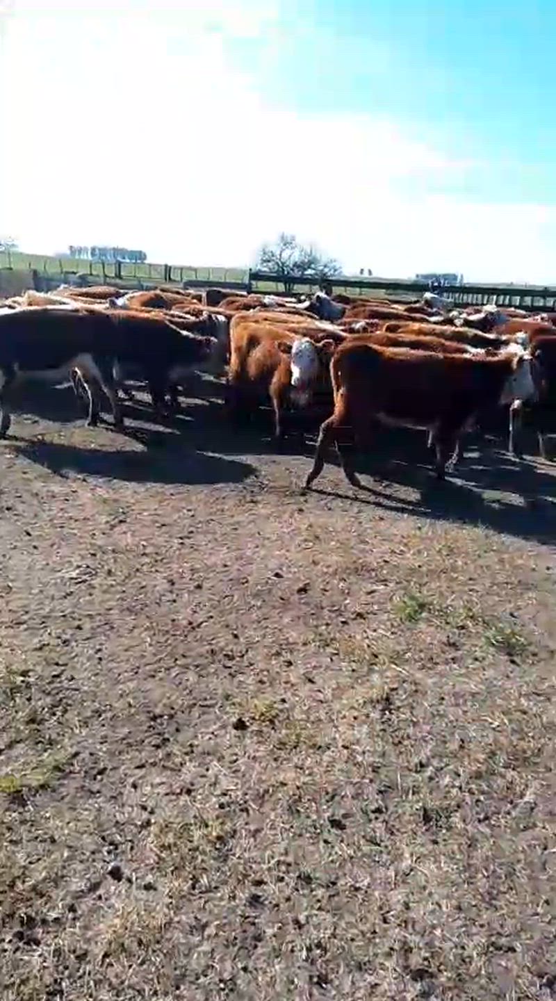 65 Terneras