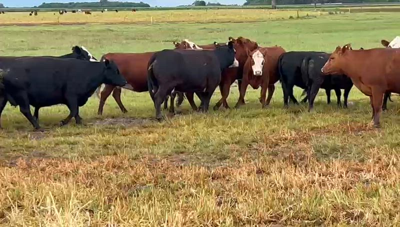 30 Vacas preñadas