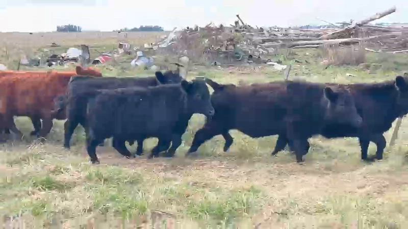 120 Terneros