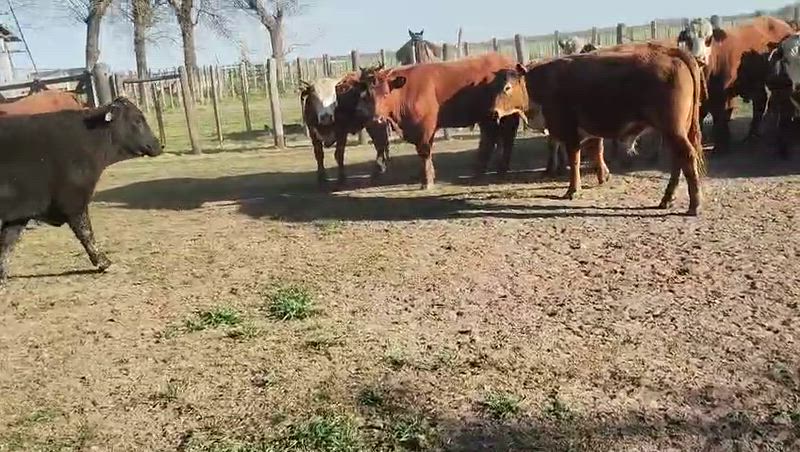 55 Novillos