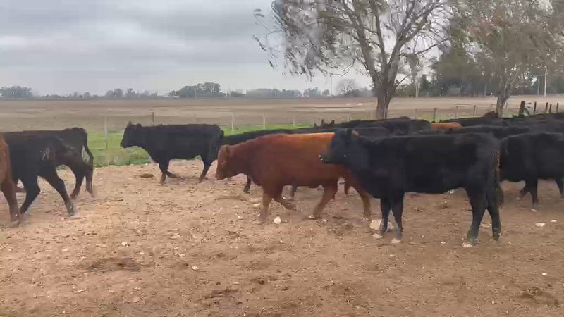 100 Terneros y Terneras