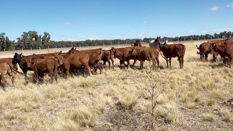 50 Novillitos y Vaquillonas