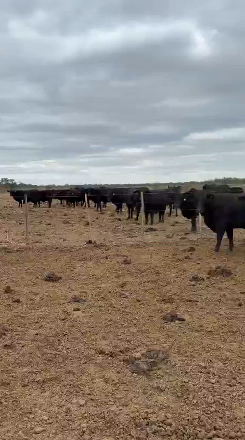 100 Vacas preñadas