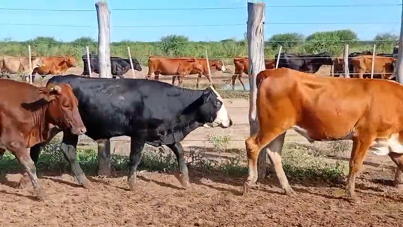 210 Novillitos y Vaquillonas