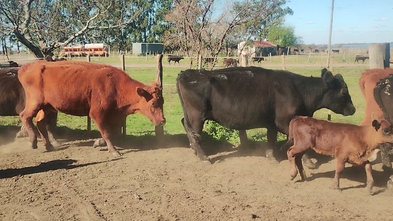 60 Vacas CUT Preñadas