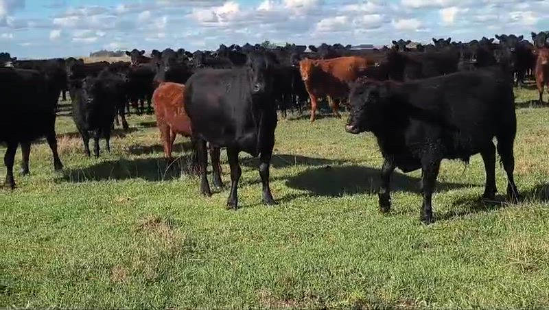 60 Terneros y Terneras