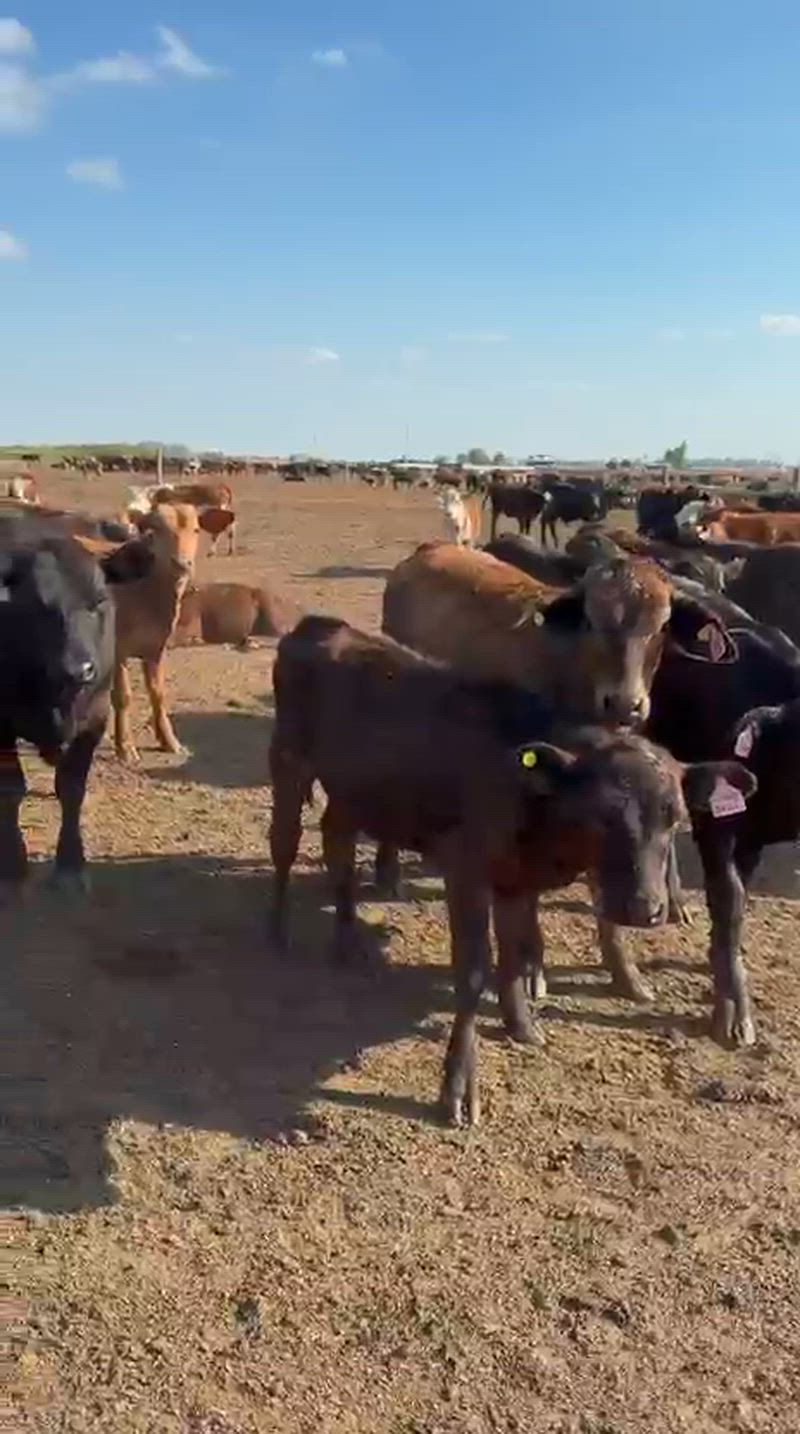 65 Terneros y Terneras