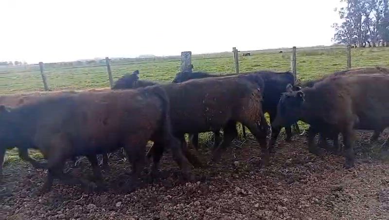130 Terneros y Terneras