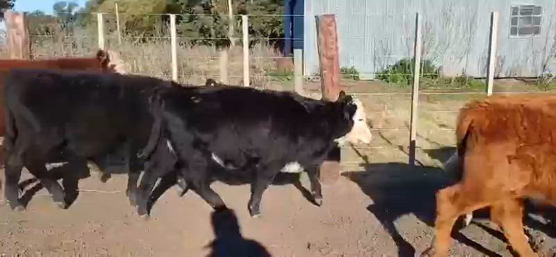 55 Terneros y Terneras
