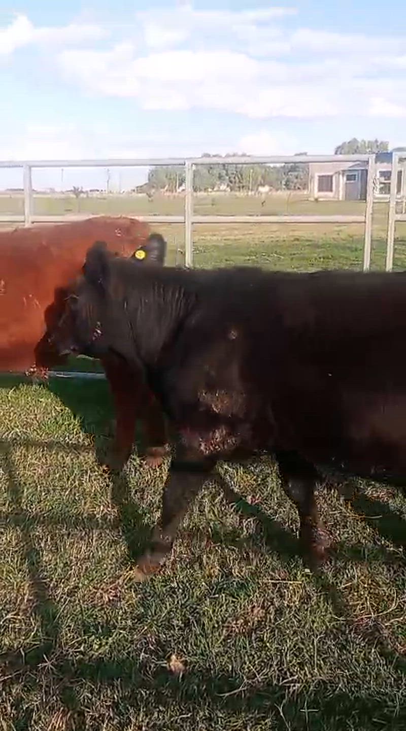 50 Terneros y Terneras