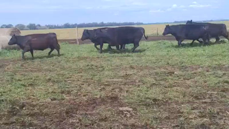 115 Vacas preñadas