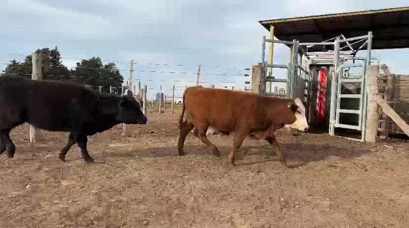50 Terneros y Terneras