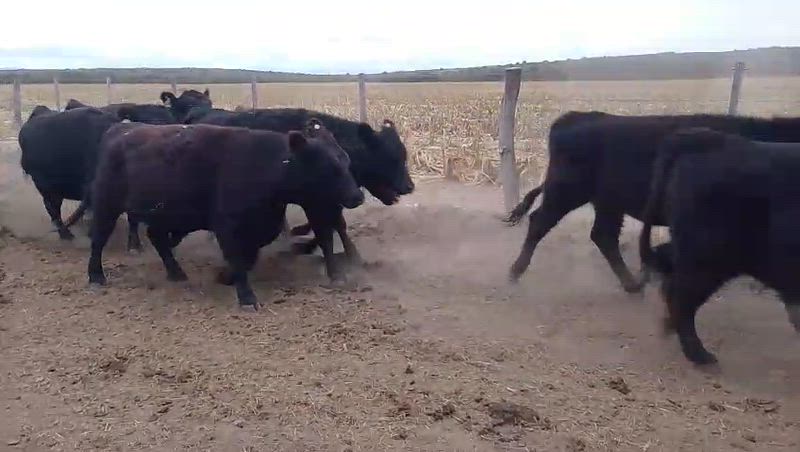 55 Vacas preñadas