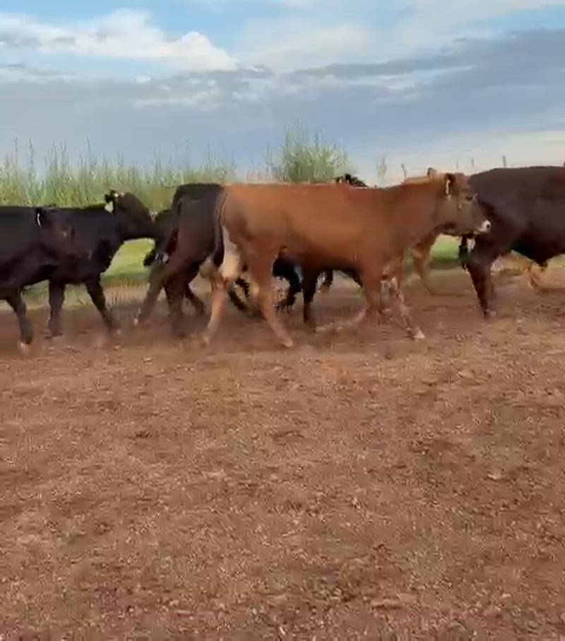 100 Terneros y Terneras