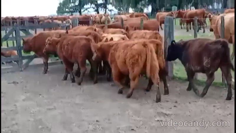 70 Terneros y Terneras