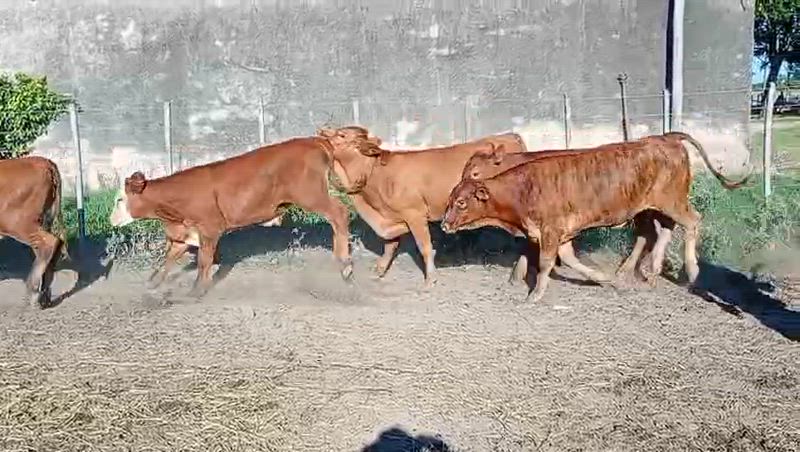 70 Terneros y Terneras