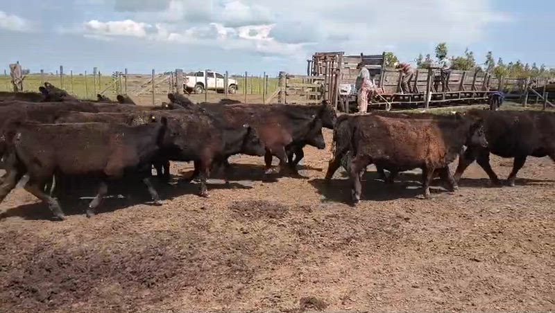 125 Terneros y Terneras