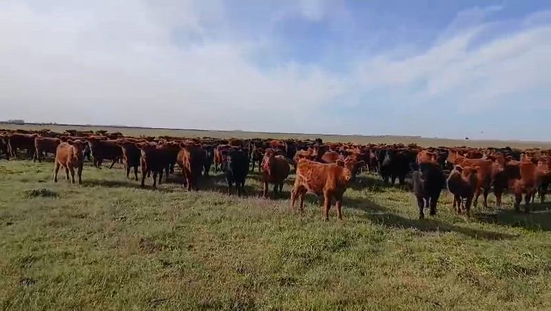 120 Terneros y Terneras