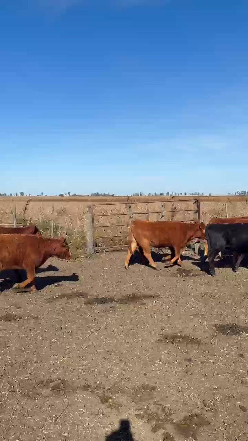 70 Terneros