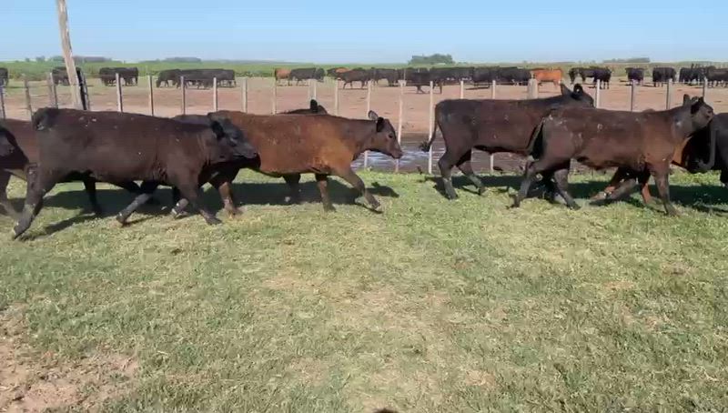 55 Terneros y Terneras