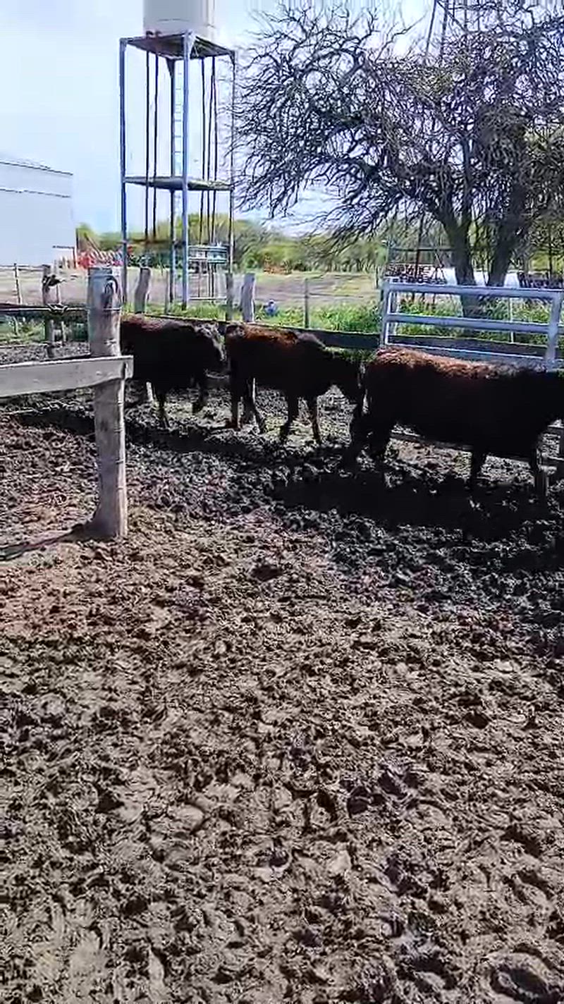 105 Terneras