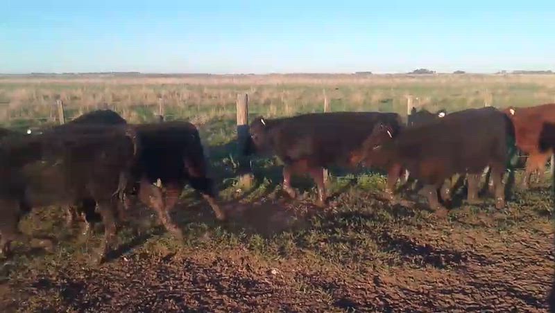 50 Terneros y Terneras